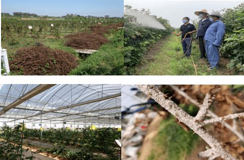 扬州推进绿色防控示范区建设,助力农业高质量发展