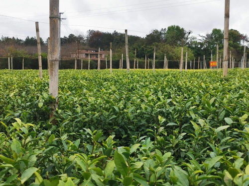 南亩镇 做大做强广东 双区 茶罐子 产业