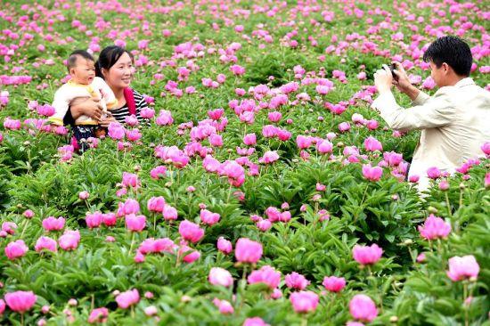 游客在安徽亳州市谯城区十八里镇现代农业综合开发示范区盛开的芍药